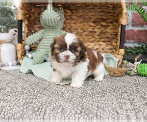 Shih Tzu Puppy for sale in SYRACUSE, IN, USA