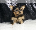 Puppy Teacup Jupiter Morkie