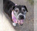 Small American Staffordshire Terrier Mix