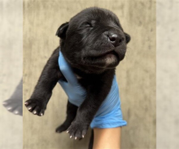 Medium Photo #2 Mutt Puppy For Sale in San Bernardino, CA, USA