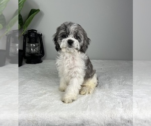 Cockapoo Puppy for sale in FRANKLIN, IN, USA