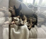 Small #1 German Shepherd Dog Mix