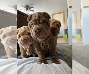 Chinese Shar-Pei Puppy for sale in WELLFLEET, NE, USA