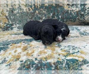 Poodle (Miniature) Puppy for sale in LEEHIGH ACRES, FL, USA