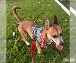 Small #2 Chihuahua Mix
