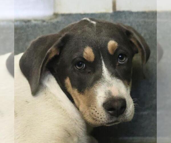 Medium Photo #1 Mutt Puppy For Sale in San Antonio, TX, USA