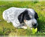 Puppy Junior Australian Cattle Dog-Labrador Retriever Mix