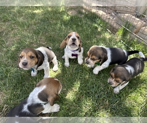 Medium Photo #1 Beagle Puppy For Sale in COLORADO SPRINGS, CO, USA