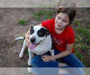 Trixie - Female American Staffordshire Terrier-Pointer Mix Dog for Adoption - Photo #4