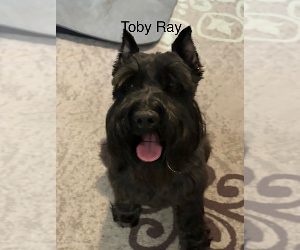 Medium Photo #1 Schnauzer (Miniature) Puppy For Sale in SAINT LOUIS, MO, USA