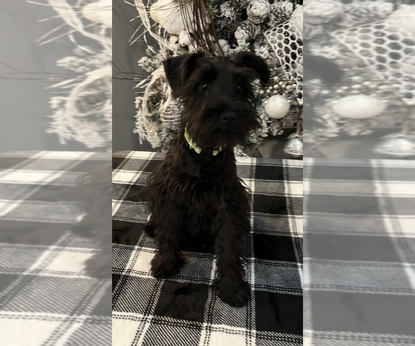 Medium Photo #7 Schnauzer (Miniature) Puppy For Sale in SOMERVILLE, AL, USA