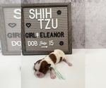 Small Photo #24 Shih Tzu Puppy For Sale in NEW YORK MILLS, MN, USA