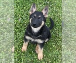 Small Photo #1 German Shepherd Dog Puppy For Sale in STATESVILLE, NC, USA
