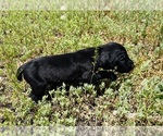 Image preview for Ad Listing. Nickname: ALPINE