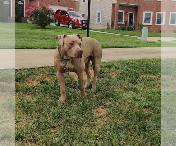 Medium Photo #1 American Bully Puppy For Sale in WASHINGTON, DC, USA
