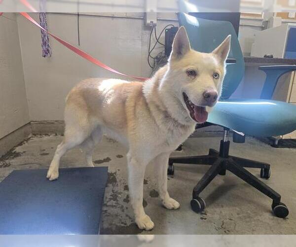 Medium Photo #1 Siberian Husky Puppy For Sale in Camarillo, CA, USA