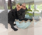 Small Photo #2 Maltese-Poodle (Toy) Mix Puppy For Sale in GREENVILLE, NC, USA