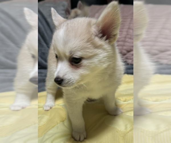 Medium Photo #174 Pomsky Puppy For Sale in LOVELAND, CO, USA