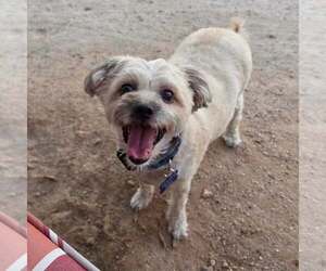 Chyna - Female Maltipoo (Miniature) Dog for Adoption - Photo #6