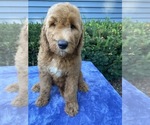 Small Photo #6 Goldendoodle-Poodle (Standard) Mix Puppy For Sale in RICHMOND, IL, USA