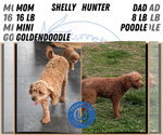Small #5 Goldendoodle (Miniature)