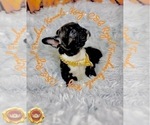 Small Photo #5 French Bulldog Puppy For Sale in ATHENS, GA, USA