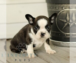 French Bulldog Puppy for sale in RONKS, PA, USA