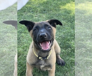 Belgian Malinois Puppy for sale in BAKERSFIELD, CA, USA