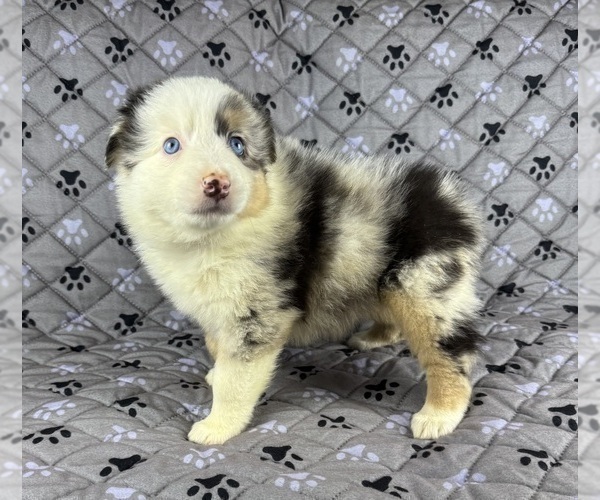 Medium Photo #41 Australian Shepherd Puppy For Sale in SALISBURY, NC, USA