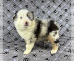 Small Photo #41 Australian Shepherd Puppy For Sale in SALISBURY, NC, USA