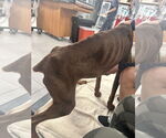 Small #6 Doberman Pinscher