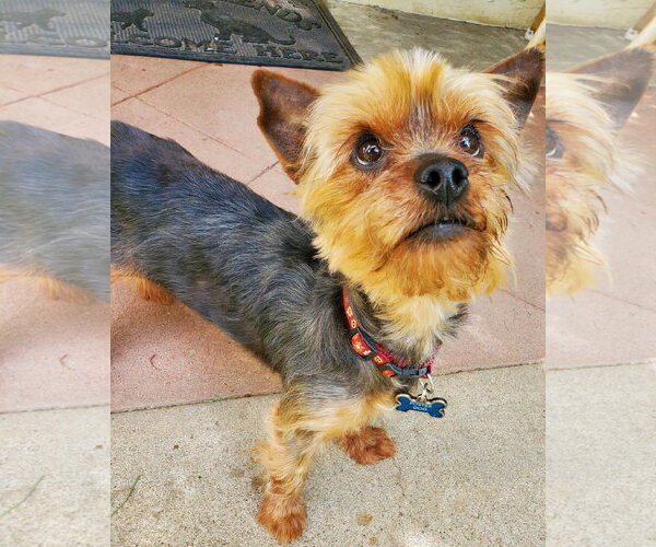 Medium Photo #1 Mutt Puppy For Sale in Allentown,, PA, USA