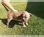Small Photo #1 American Bulldog Puppy For Sale in NEVADA, TX, USA
