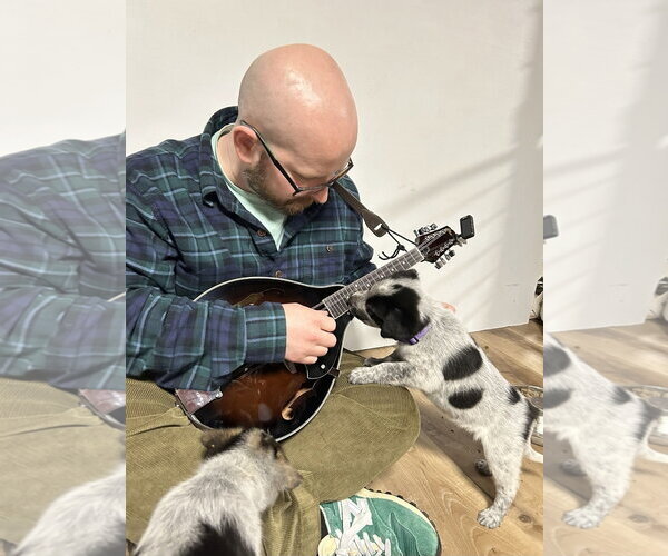 Medium Photo #3 Mutt Puppy For Sale in Garden City, NY, USA