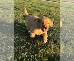 Golden Retriever Dog for Adoption in FREDERICKSBG, Ohio USA