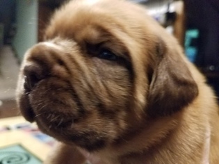 Dogue de Bordeaux Puppy for sale in LANSING, MI, USA