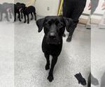 Small Labrador Retriever