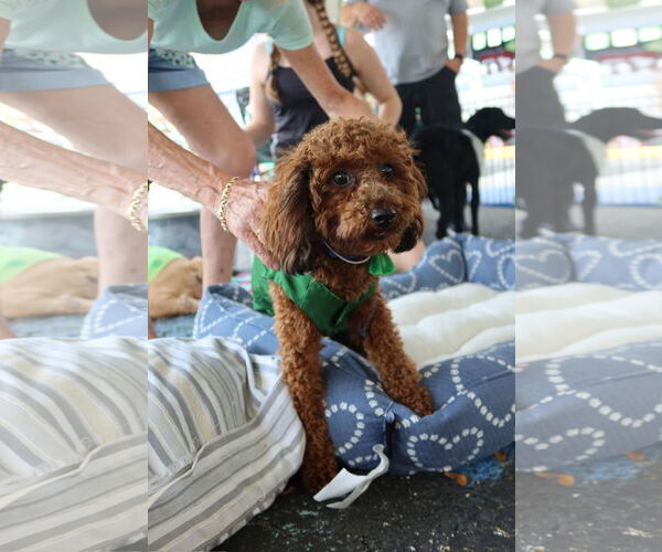 Medium Photo #3 Poodle (Miniature) Puppy For Sale in Valrico, FL, USA