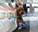 Small #2 Poodle (Miniature)