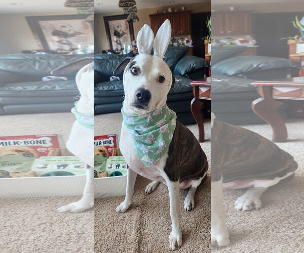 Medium Photo #1 Catahoula Leopard Dog-Whippet Mix Puppy For Sale in Pleasanton, TX, USA