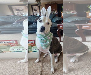 Catahoula Leopard Dog-Whippet Mix Dogs for adoption in Pleasanton, TX, USA