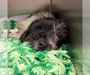 Mutt Dogs for adoption in San Antonio, TX, USA