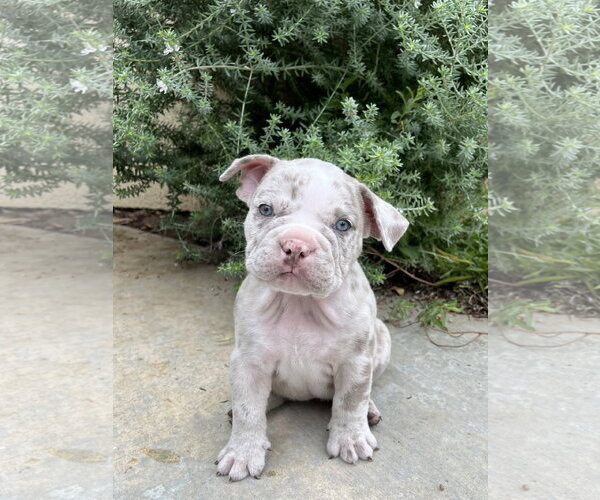 Medium Photo #1 Bulldog Puppy For Sale in Menifee, CA, USA