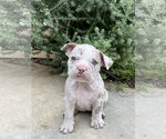Thistle - Male Bulldog Dog for Adoption - Small photo