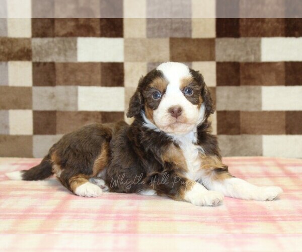 Medium Photo #2 Bernedoodle (Miniature) Puppy For Sale in DENVER, PA, USA