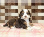 Small #1 Bernedoodle (Miniature)