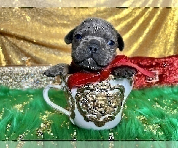 Medium Photo #72 French Bulldog Puppy For Sale in HAYWARD, CA, USA