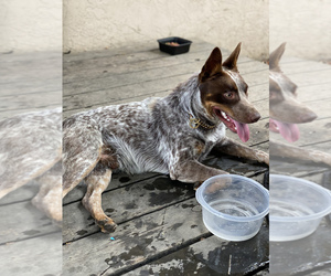 Father of the Australian Cattle Dog puppies born on 12/15/2021