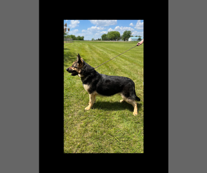 Mother of the German Shepherd Dog puppies born on 07/18/2026