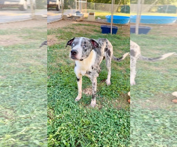 Medium Photo #1 Catahoula Leopard Dog-Great Dane Mix Puppy For Sale in Crystal, MN, USA